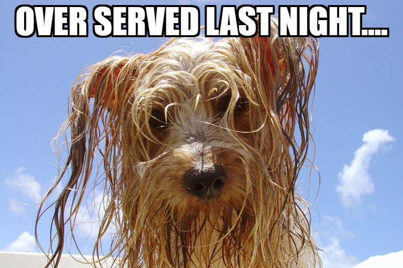 Meme Monday - Wet Dog